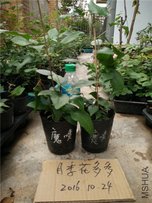 IMG20161024155421.jpg