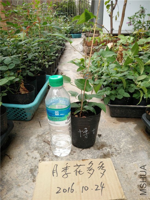 IMG20161024155516.jpg
