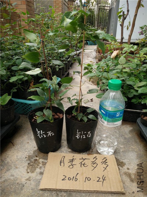 IMG20161024155751.jpg