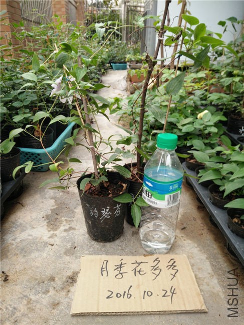 IMG20161024155901.jpg