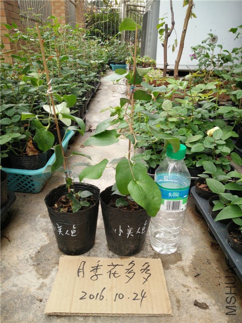 IMG20161024155946.jpg