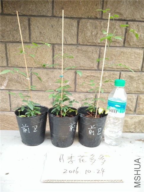 IMG20161024160322.jpg