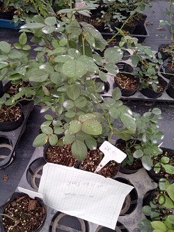 IMG20161024161809.jpg