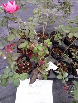 IMG20161024161709.jpg