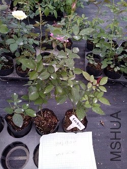 IMG20161024162115.jpg