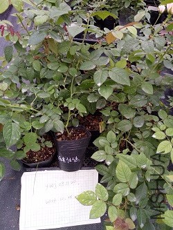 IMG20161024162218.jpg