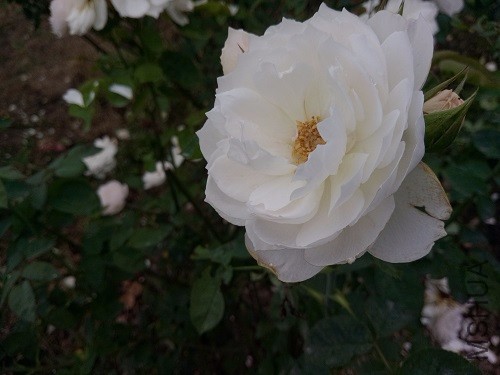 IMG20160626165852.jpg