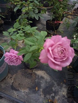 IMG20160929165529.jpg