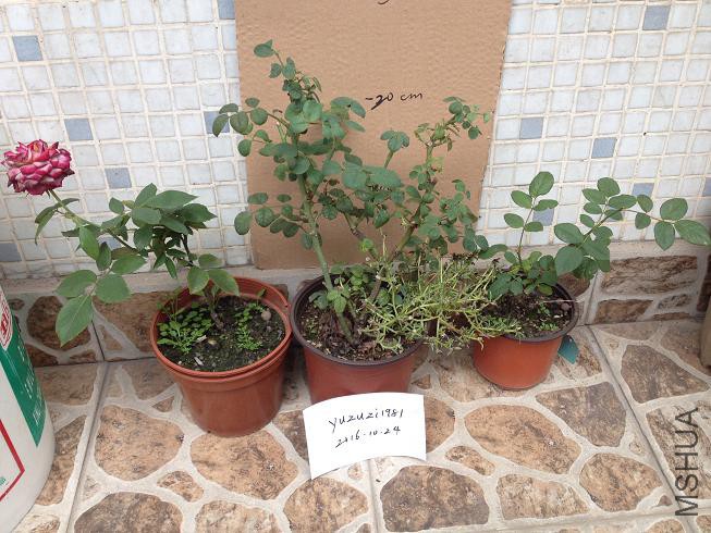 Ӣ�׽��ġ����Ů��������