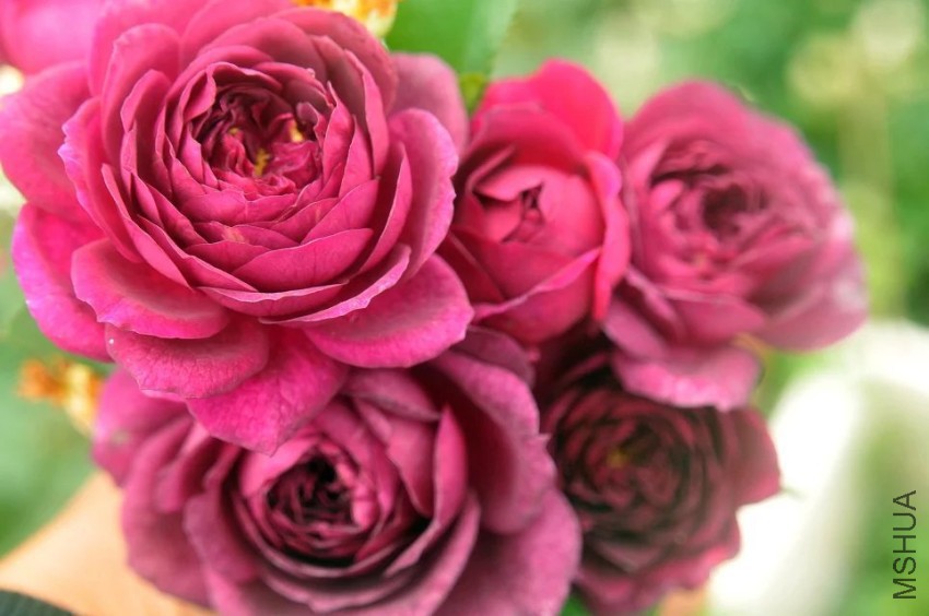 psb (9).jpg