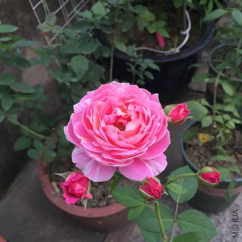 IMG_0800.JPG