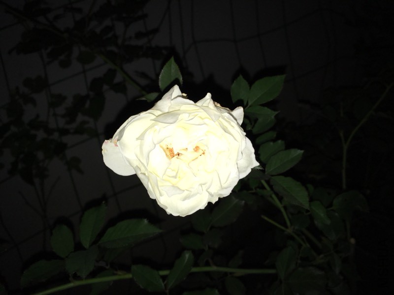 185201z1zazknkhtnsn6kp.jpg