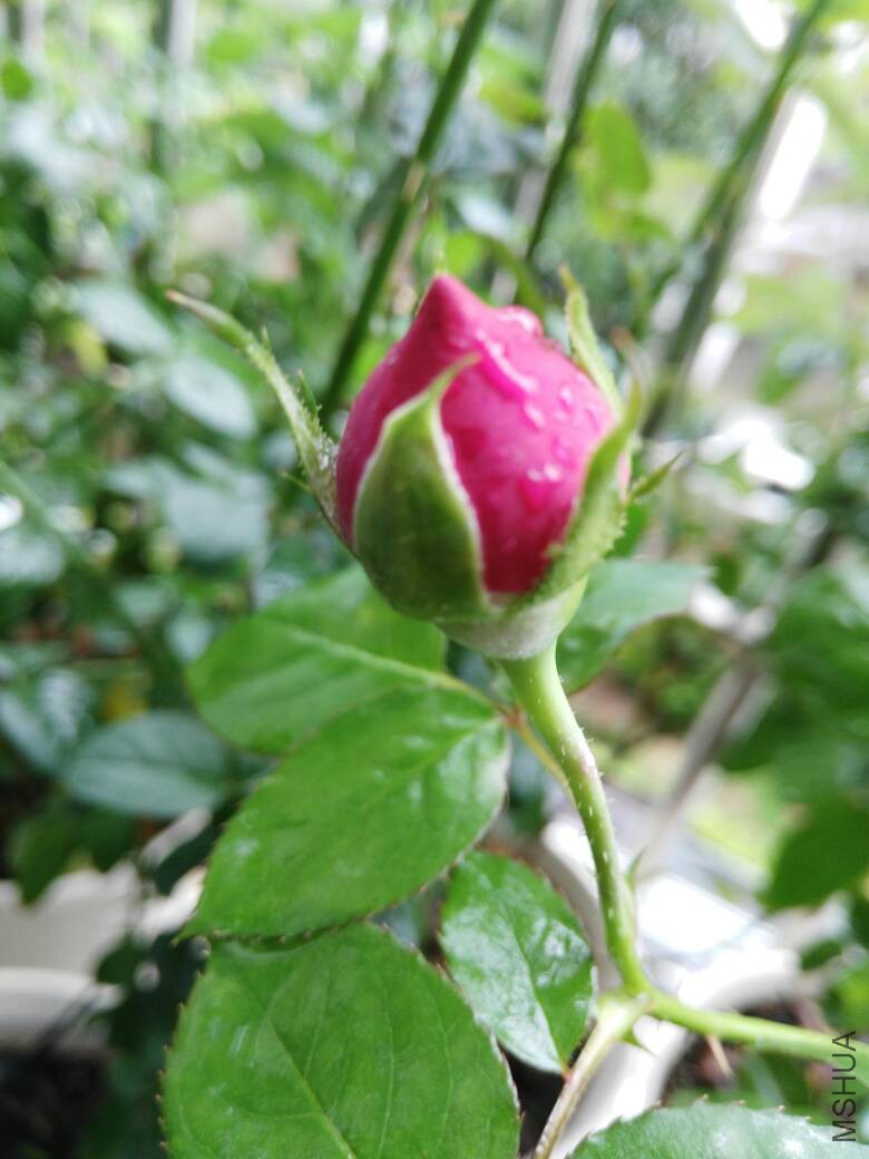 130456dsze90ym41egpee7.jpg