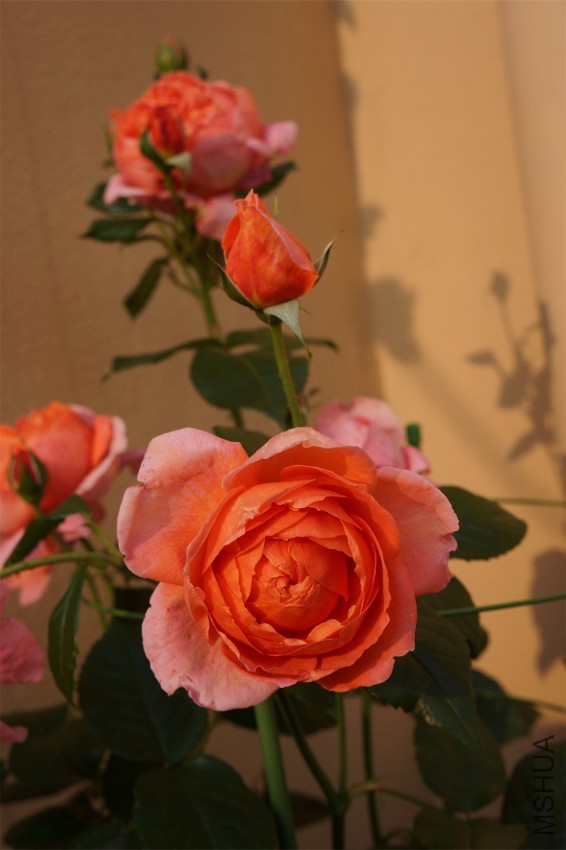DSC01512.JPG
