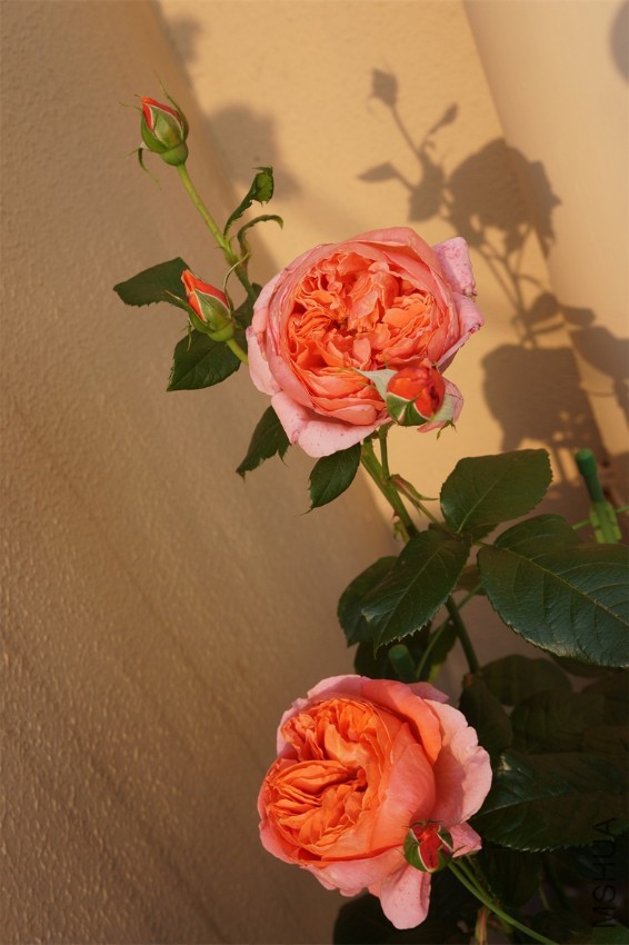 DSC01513.JPG