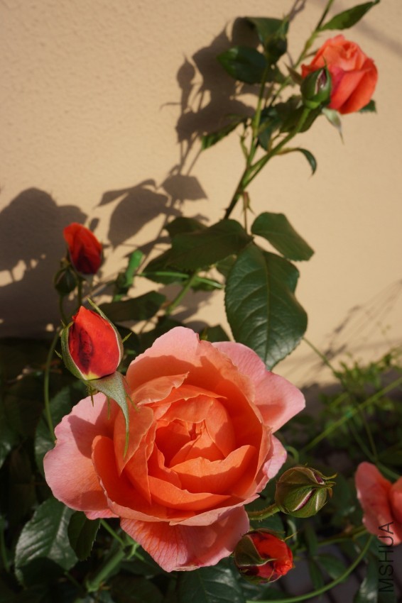 DSC01005.JPG