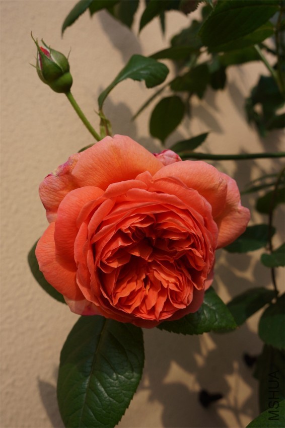 20160428DSC01460.JPG