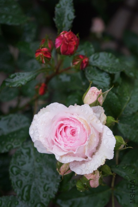 DSC01247.JPG