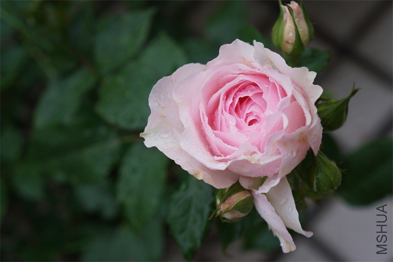 DSC01246.JPG