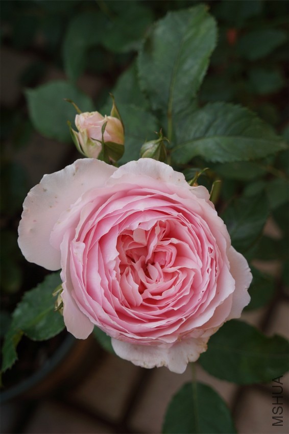 DSC01506.JPG