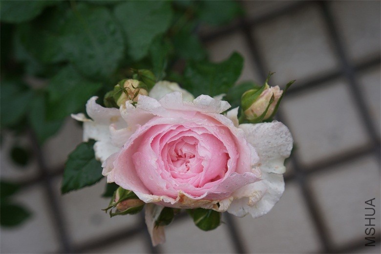 DSC01336.JPG