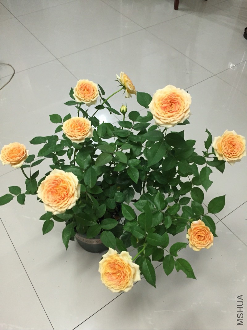 212442y0ziqei87406660c.jpg