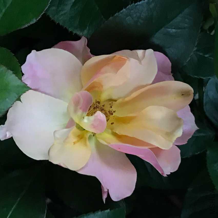 IMG_6387.JPG