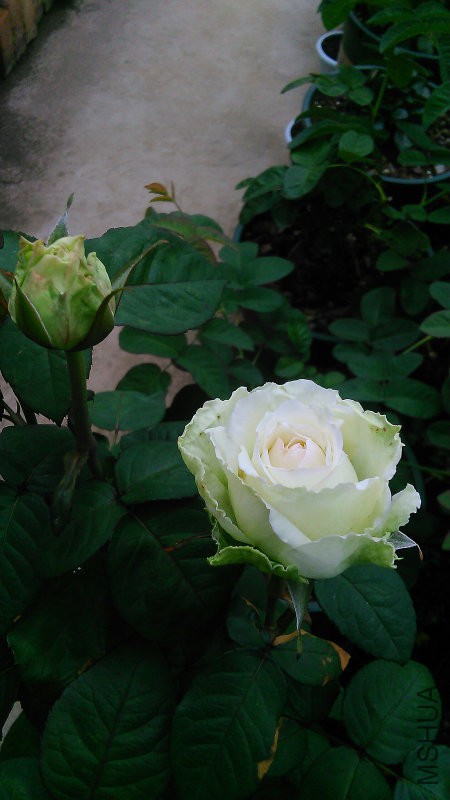 IMG_20160704_102552.jpg