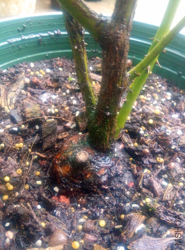 ����������ֲ���ġ���