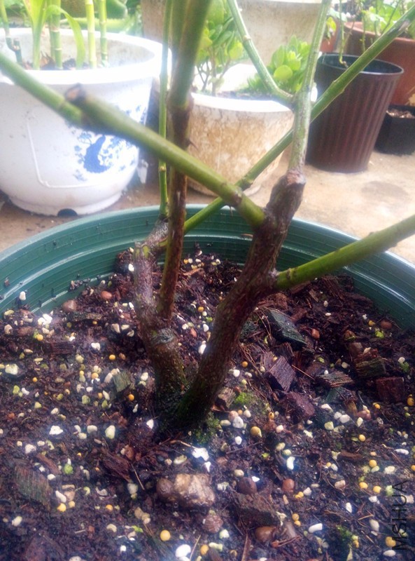 ֮ǰ�ؼ������ұȽ���������