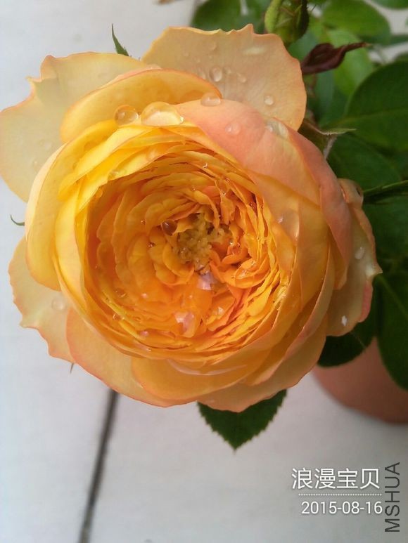 3c8fb92762d0f703380b4d0500fa513d2497c5c8.jpg