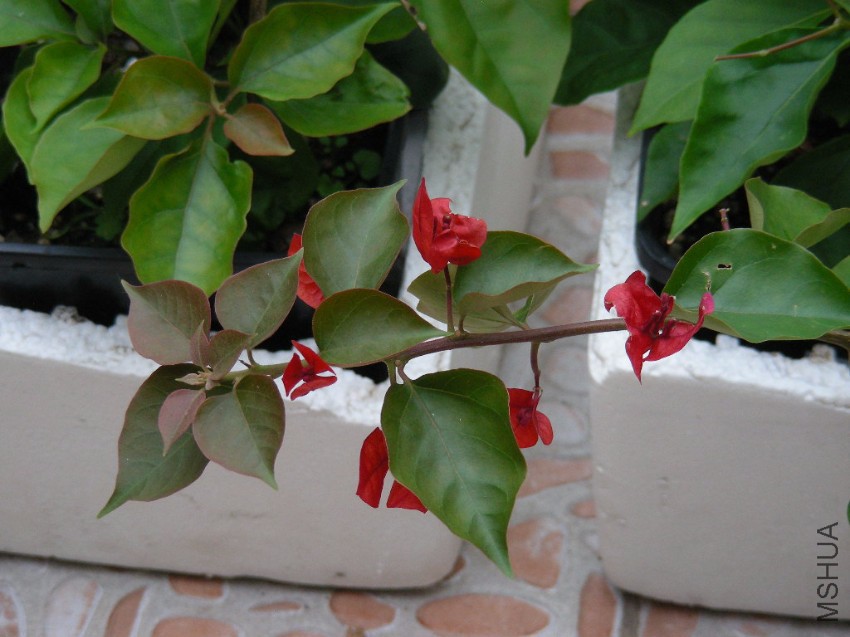 DSCN7485.JPG