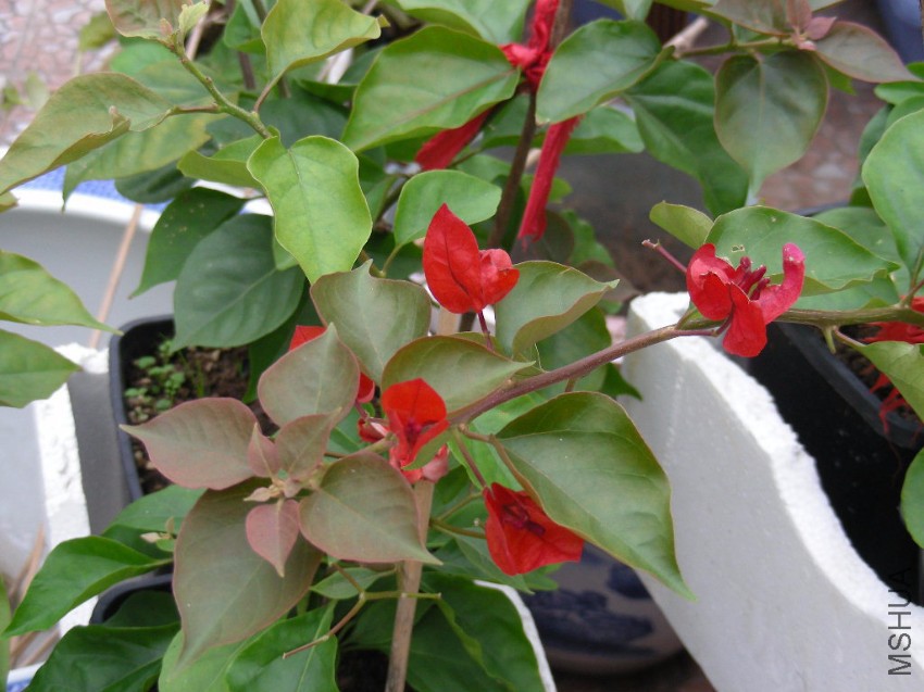 DSCN7483.JPG