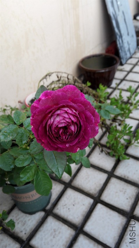IMG_20161008_065611.jpg