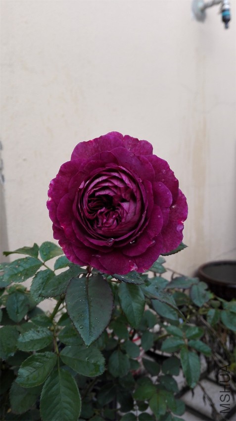 IMG_20161008_065537.jpg
