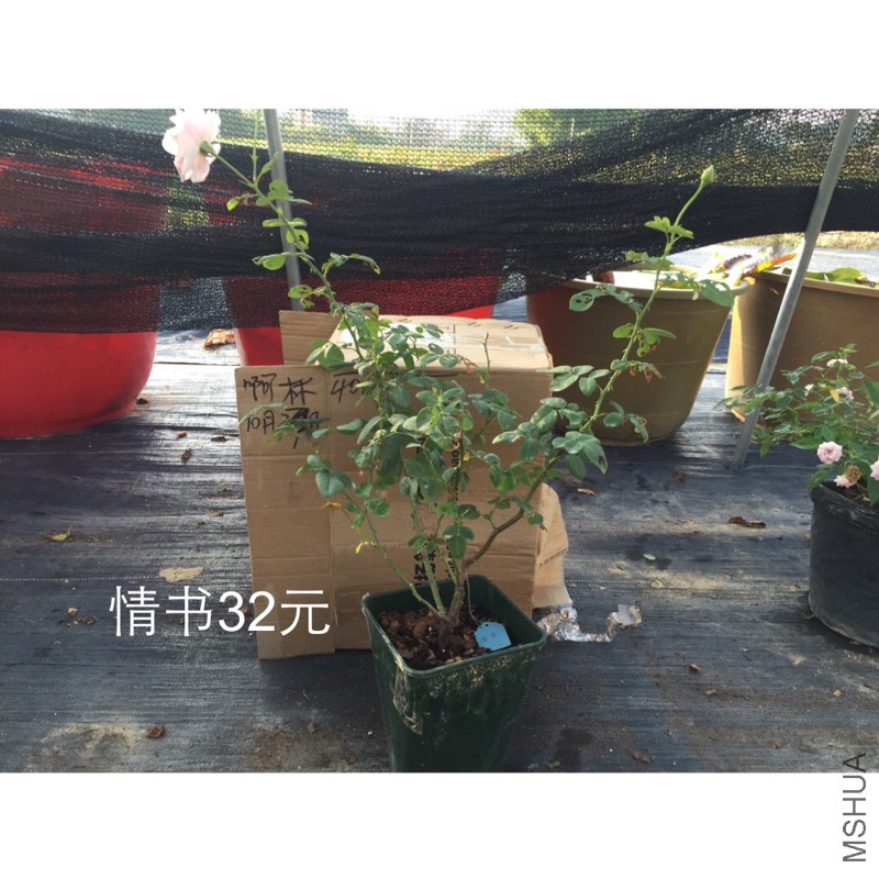191146oypf656qf8fva6q8.jpg