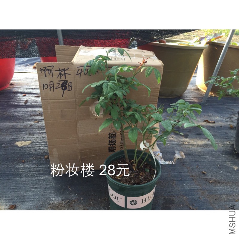 191148oh9i84794yw69jw7.jpg