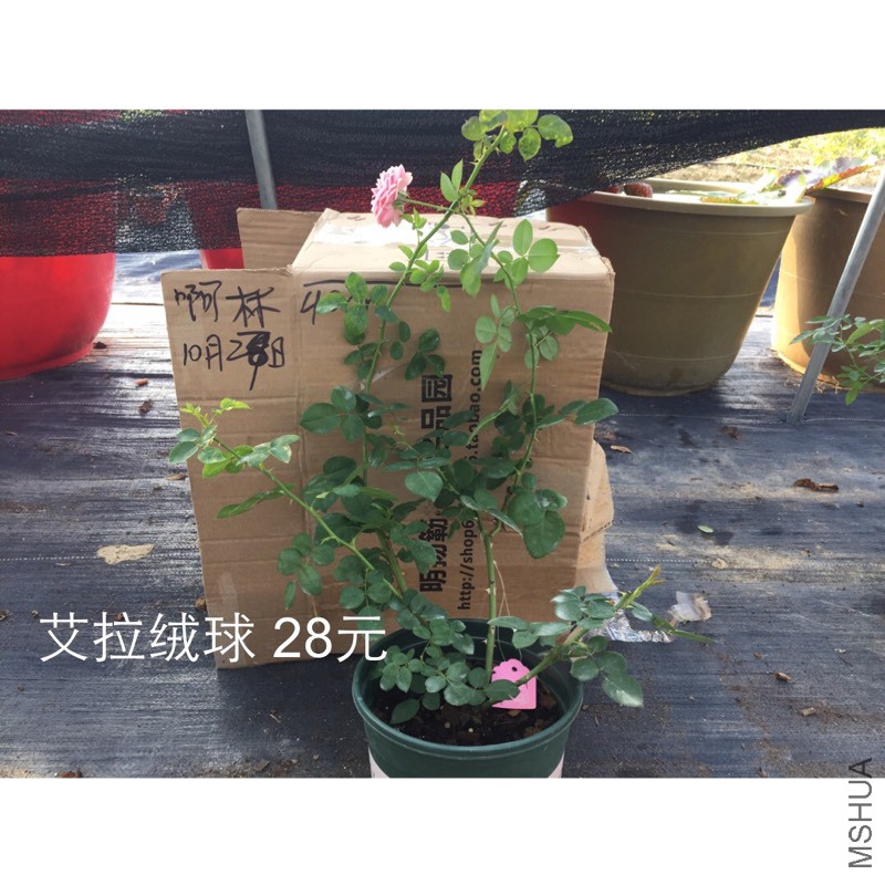 191148t2nbo12i2f2h9cb4.jpg