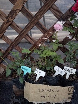 IMG20161027171604.jpg