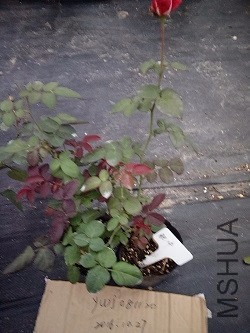 IMG20161027172338.jpg