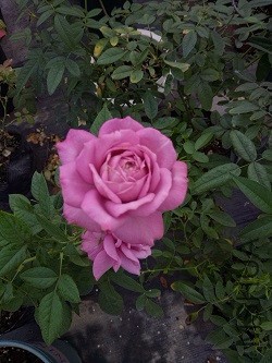 IMG20160929165501.jpg