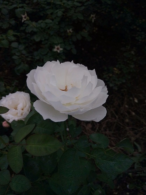 IMG20160626165517.jpg