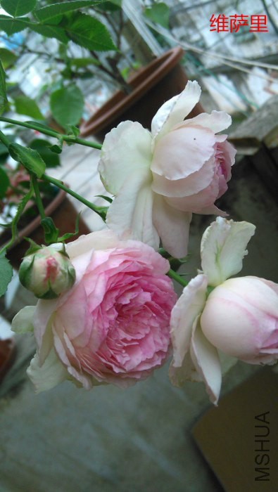 IMG_20150430_072409_395x700.jpg