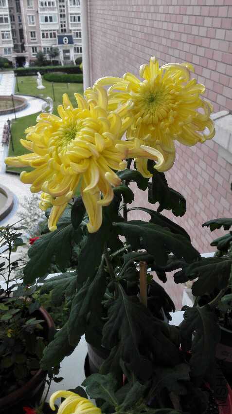 IMG_20161028_110202.jpg