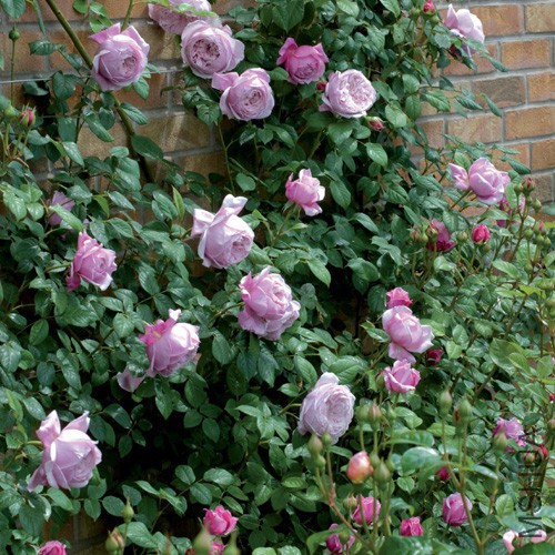 Spirit of Freedom.jpg