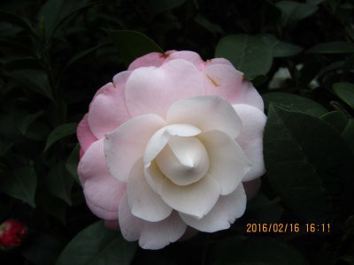 IMG_7098_编辑.jpg
