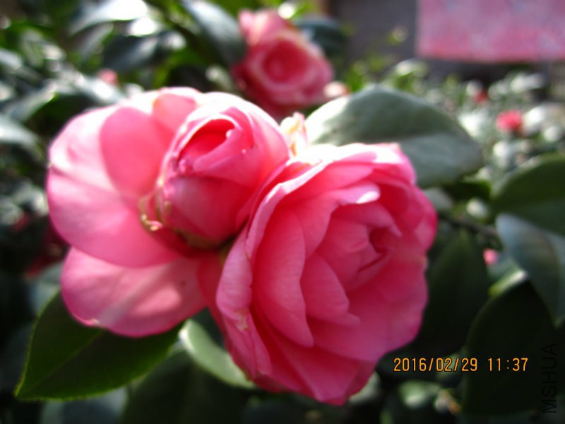 IMG_7228.JPG