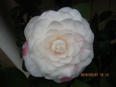 IMG_7377_编辑.jpg