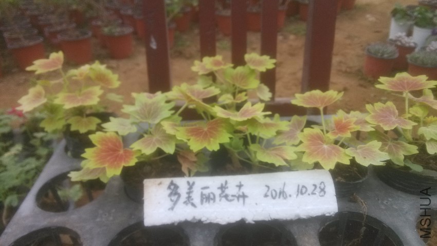 �¸绪