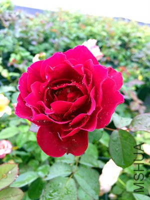 1477089734_IMG_7364_����.jpg